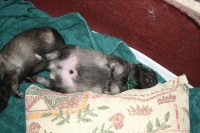 /album/fotogalerie-ambi-alias-zeleny/nemecky-vlci-spic-zeleny-859-jpg/